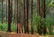 Pueblo Tlahuica pide protección de 18 mil ha comunales del Gran Bosque de Agua