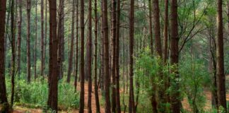 Pueblo Tlahuica pide restitución de 18 mil ha comunales del Gran Bosque de Agua