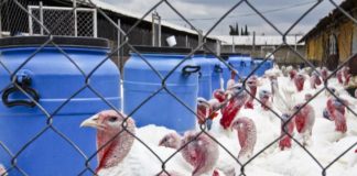 Sin estrés en la granja Cocotla