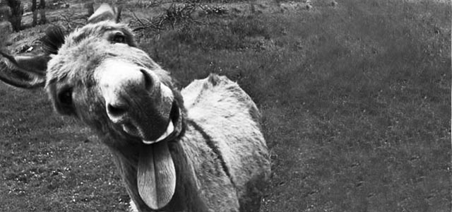 lengua-burro-ok.jpg/