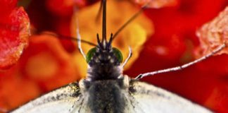 Como mariposa en primavera