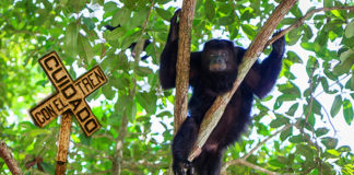 Que la consulta no incluya el Tren Maya y Corredor del Istmo de Tehuantepec